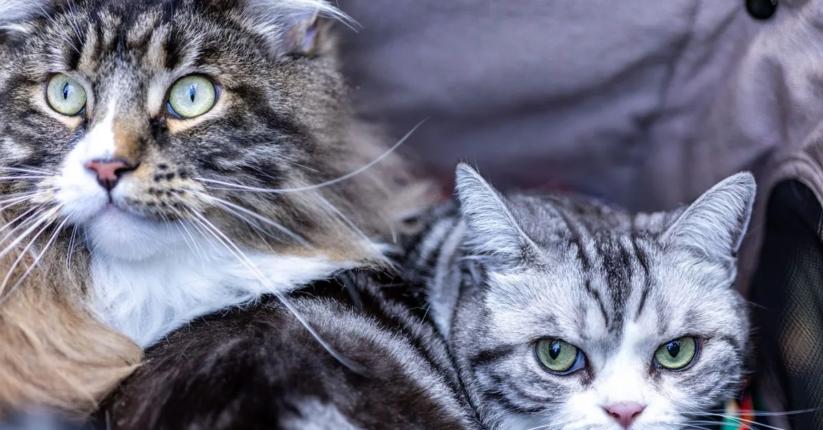 découvrez nos conseils pratiques pour une cohabitation harmonieuse entre chats et autres animaux, afin d'assurer paix et bien-être à tous.
