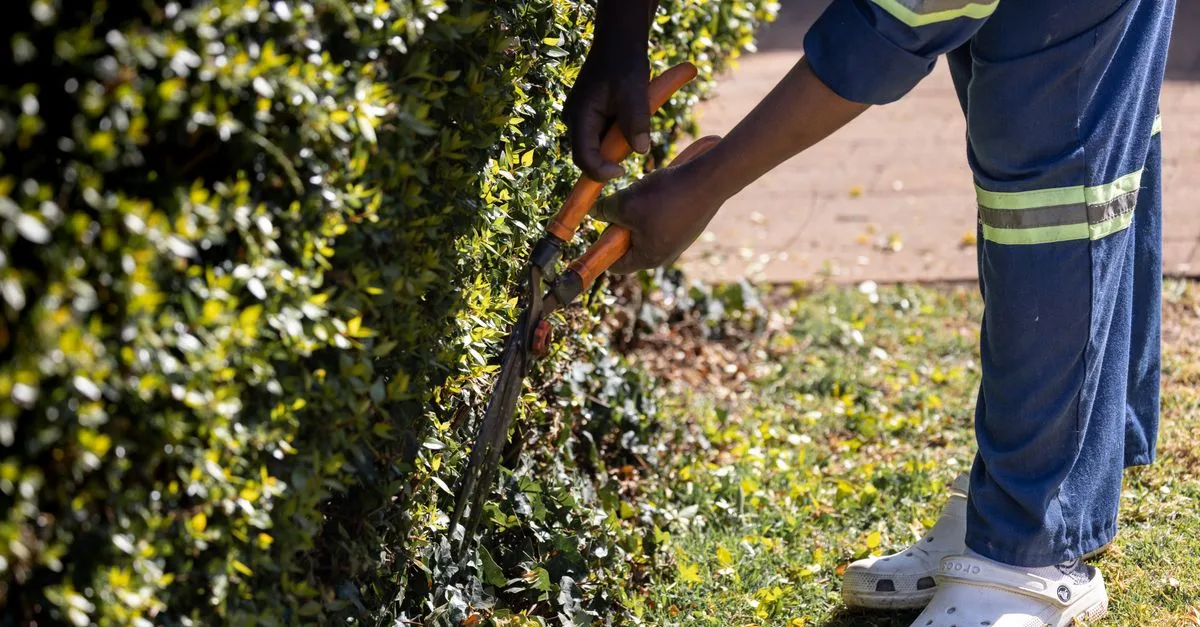 apprenez les meilleures techniques de taille pour entretenir vos arbres et arbustes, améliorer leur santé et favoriser leur croissance.