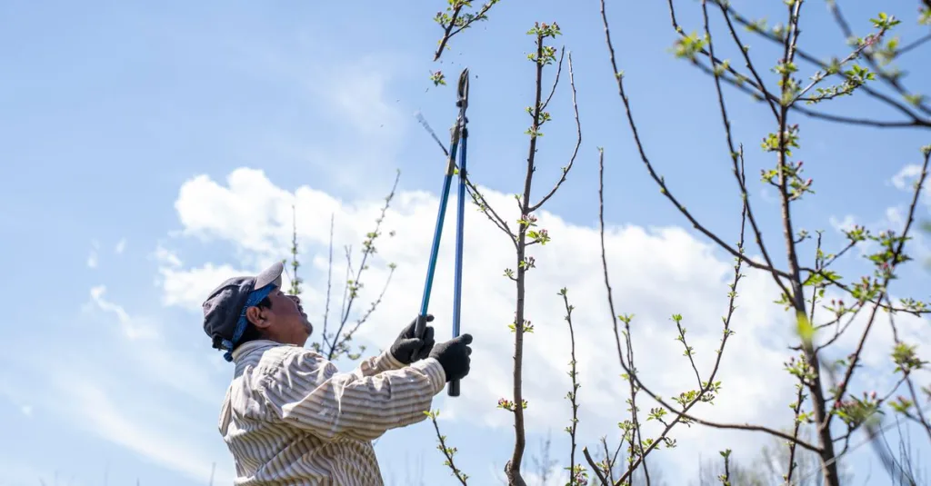 découvrez les techniques essentielles d'élagage pour entretenir vos arbres et arbustes, favoriser leur croissance et améliorer la santé de votre jardin.